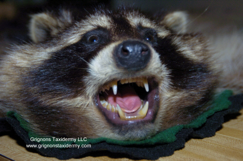 raccoon rug